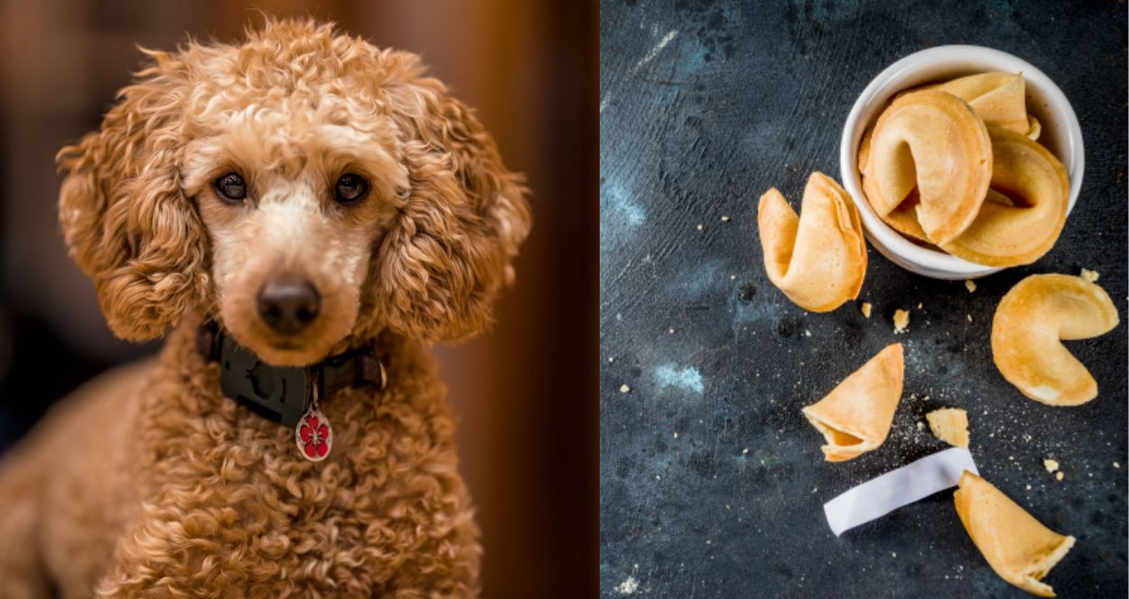 Can Dogs Eat Fortune Cookies?
