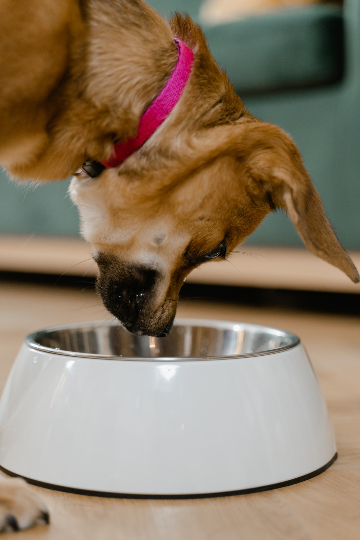 Can Dogs Eat Fortune Cookies?