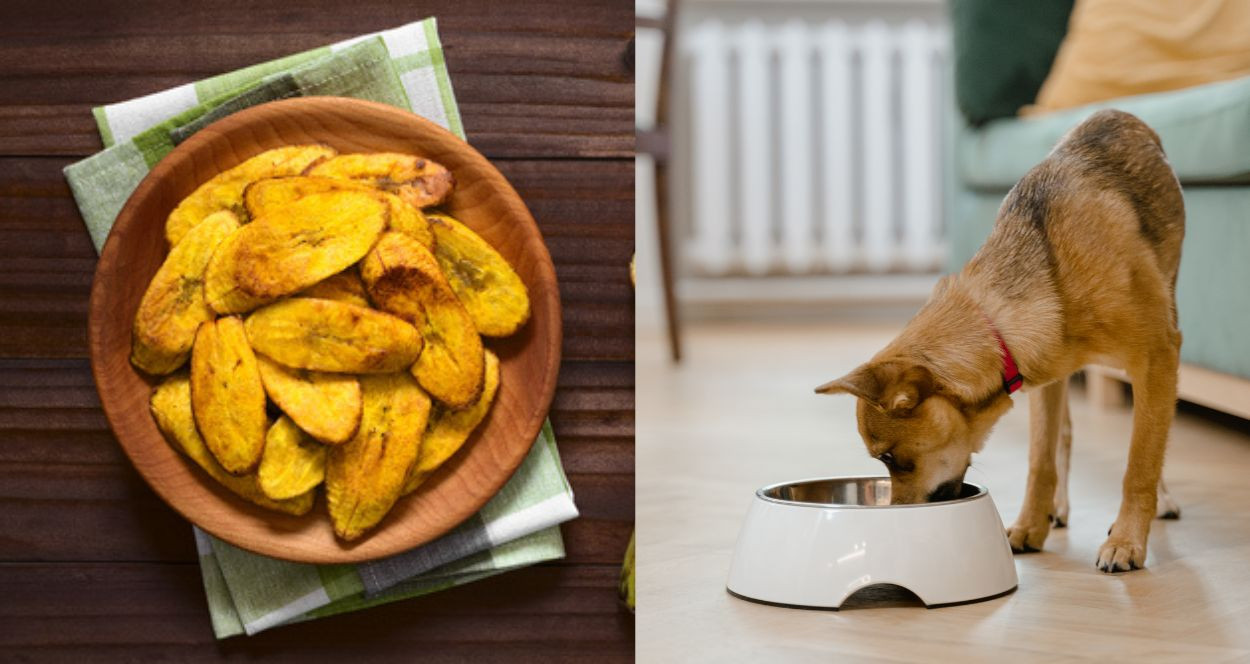 Can Dogs Eat Plantain Chips?