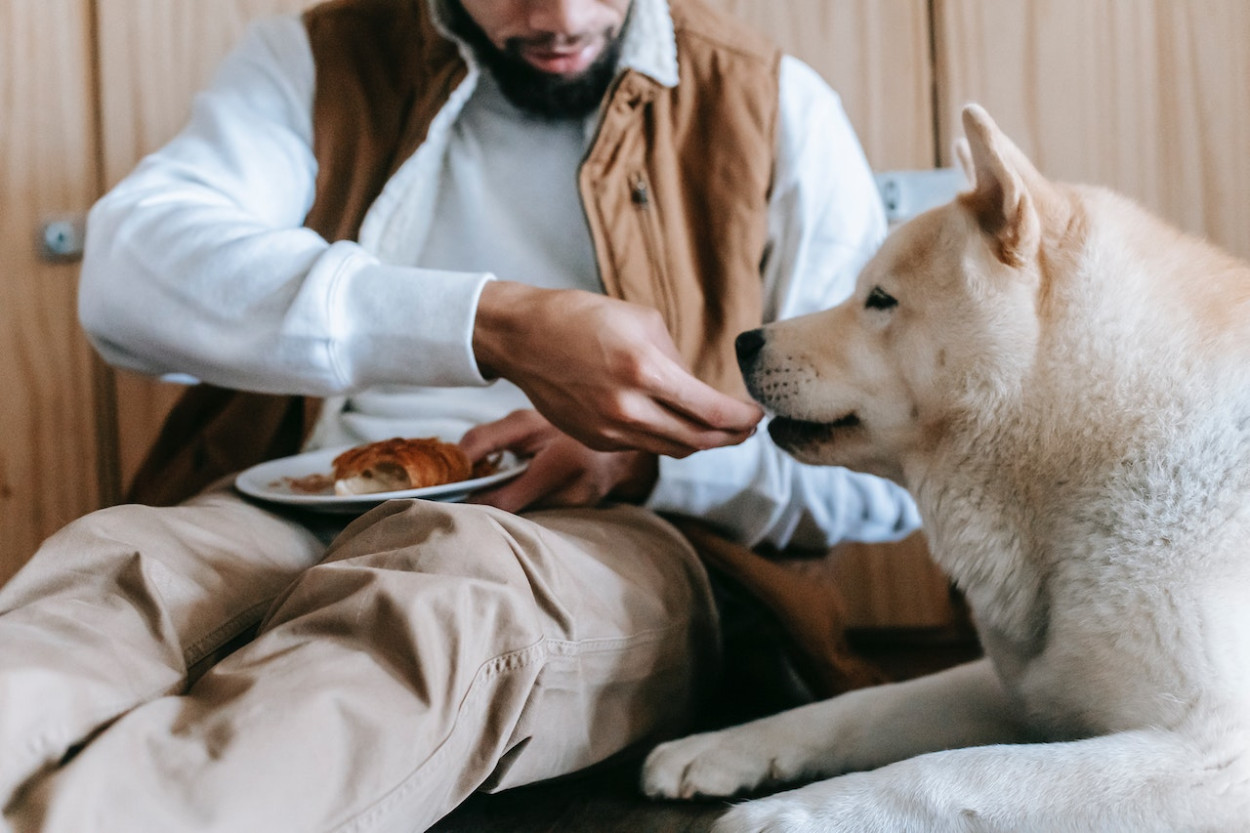 Can Dogs Eat Plantain Chips?