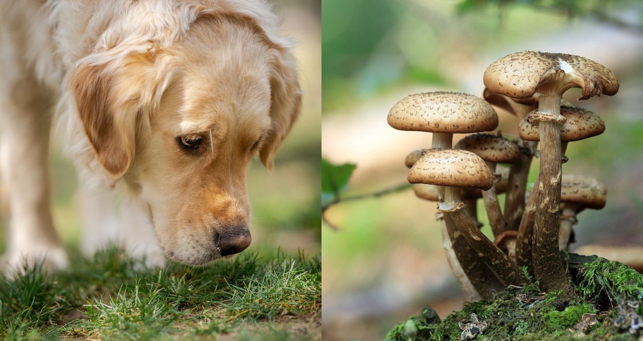 Can Drug Dogs Smell Mushrooms?