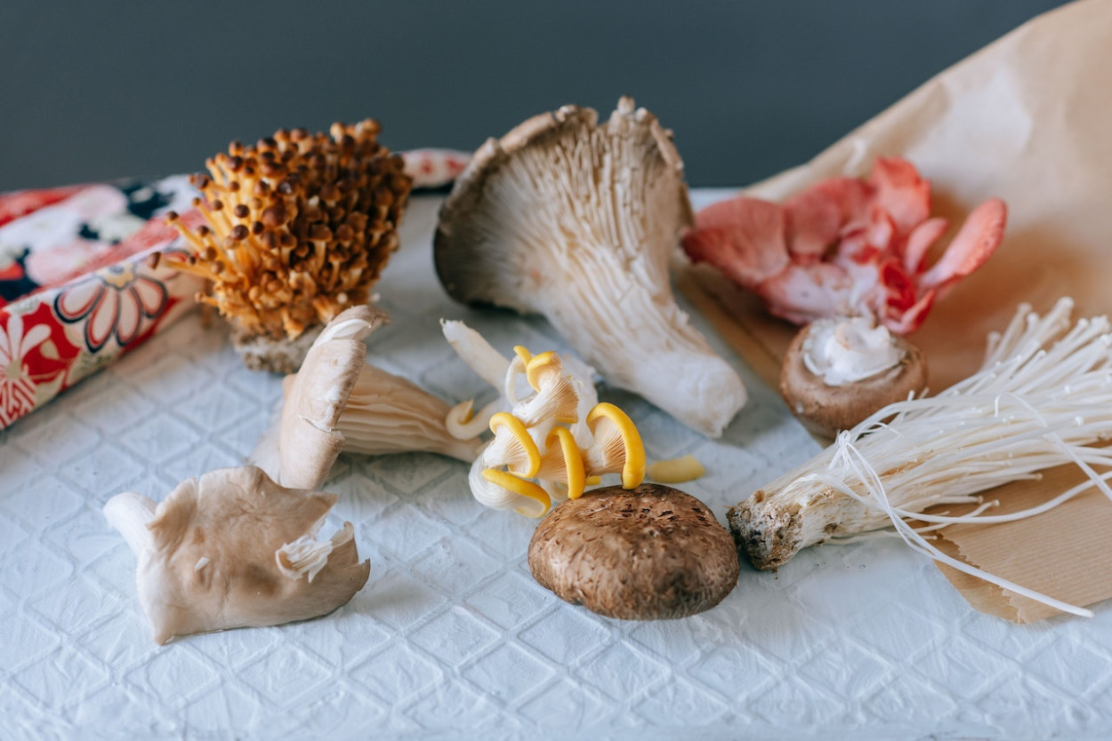 Can Drug Dogs Smell Mushrooms?