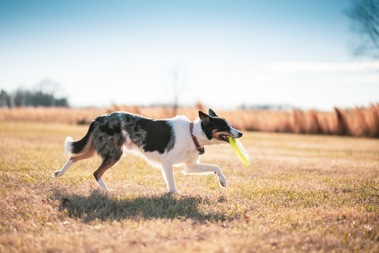 Can Dogs Be Retarded? Understanding Canine Intelligence and Cognitive Challenges