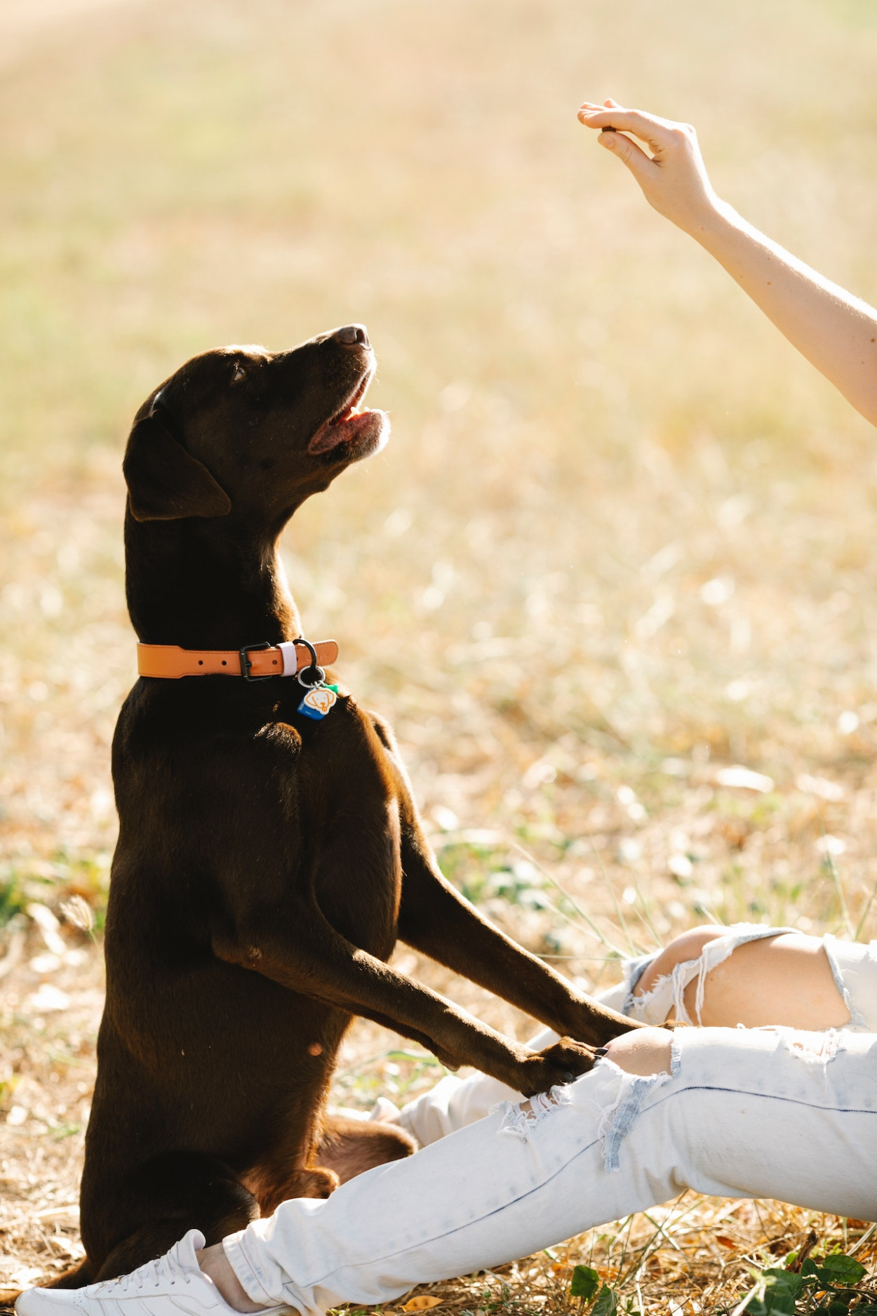 Can Dogs Be Retarded? Understanding Canine Intelligence and Cognitive Challenges