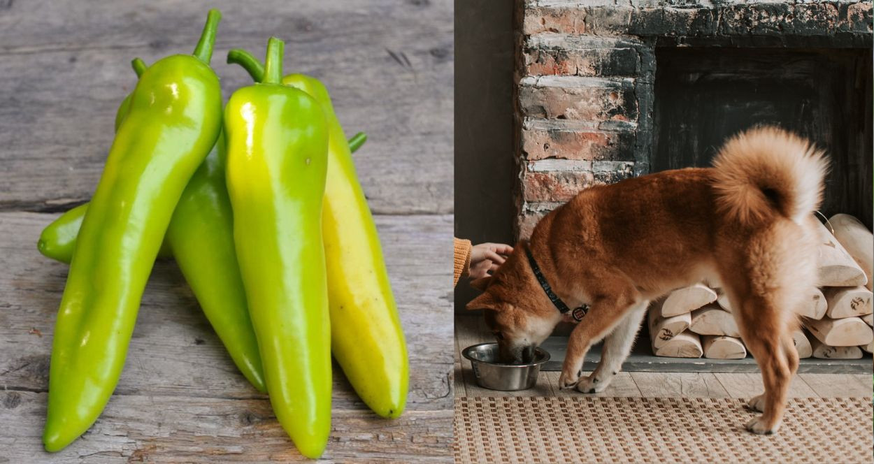 Can Dogs Eat Banana Peppers? A Comprehensive Guide for Pet Owners