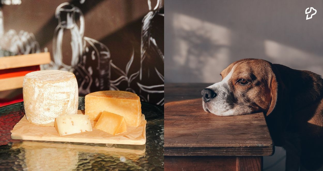 Can Dogs Eat Provolone Cheese?