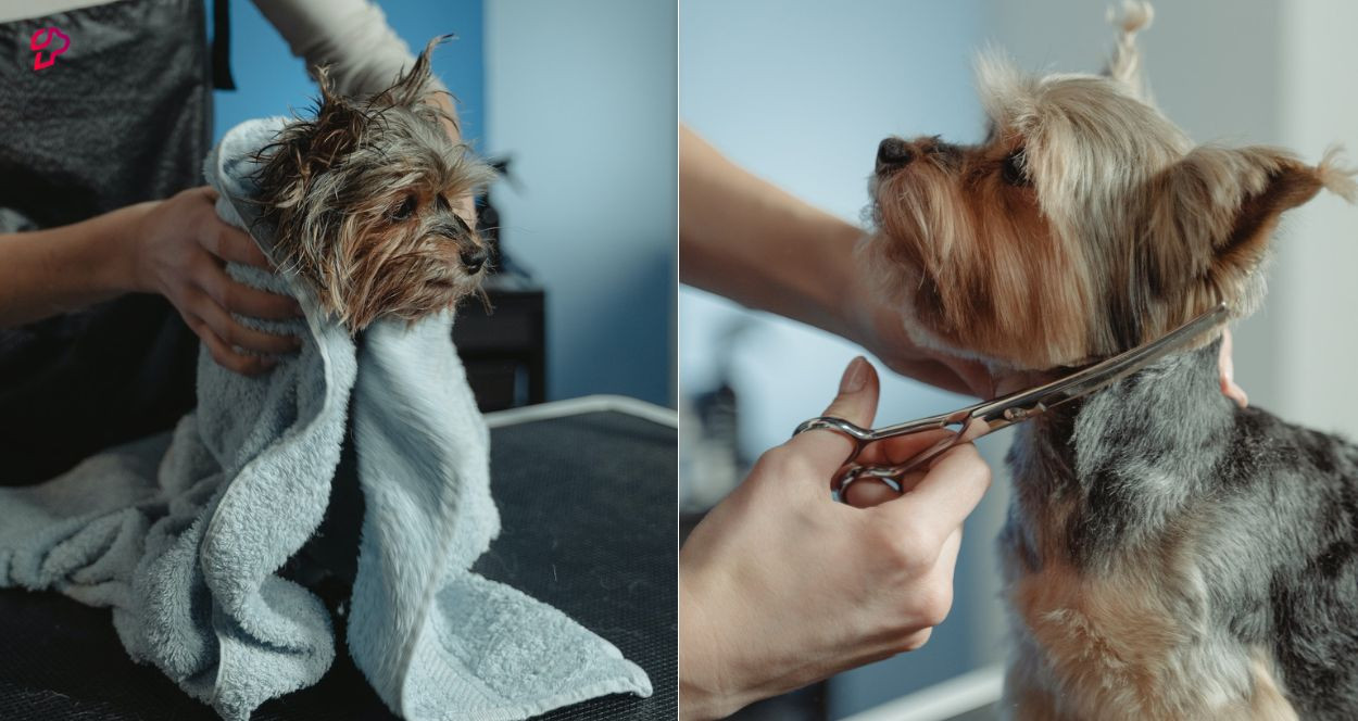 Dog Grooming Styles Guide