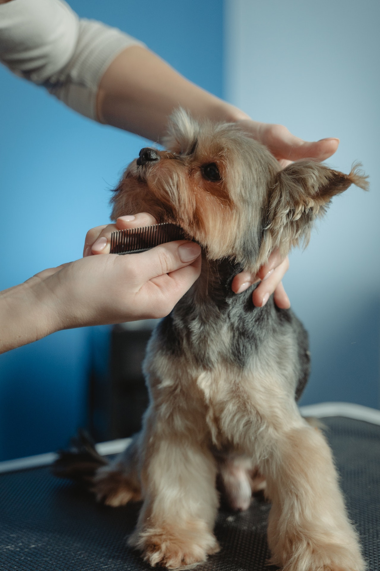 Dog Grooming Styles Guide