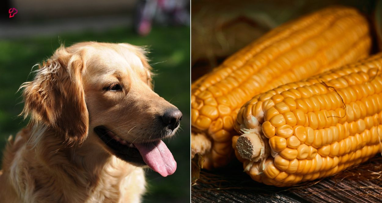Can Dogs Eat Corn? Exploring the Benefits and Risks