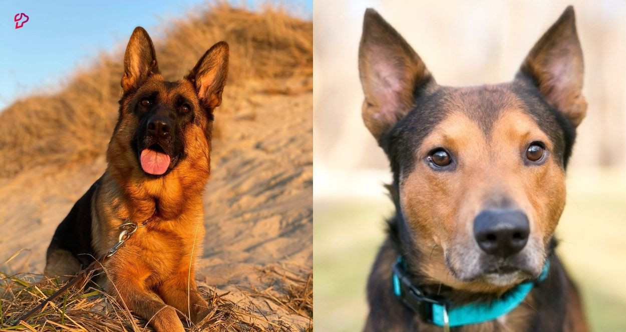 German Shepherd Terrier Mix Puppies