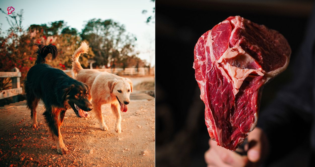 Can I Feed My Dog Raw Meat from the Supermarket?