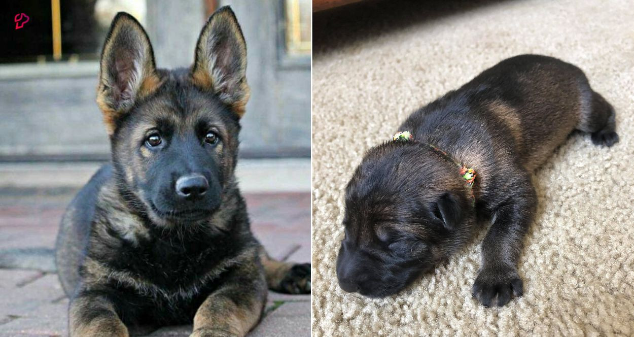 The Sable German Shepherd Puppies