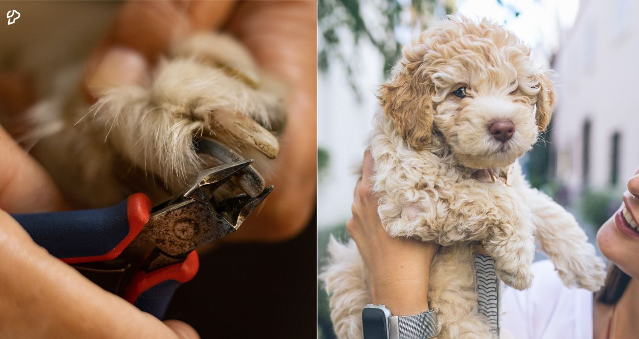 Can You Cut a 3-Week-Old Puppy's Nails?