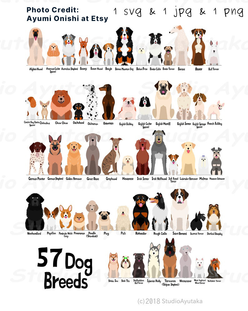 57 Dog Breeds Chart SVG JPG PNG from Etsy