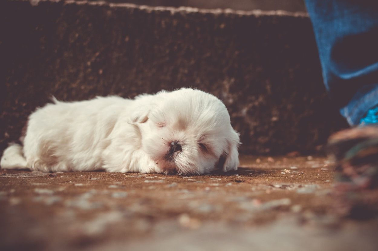 How Many Puppies Can a Shih Tzu Have?