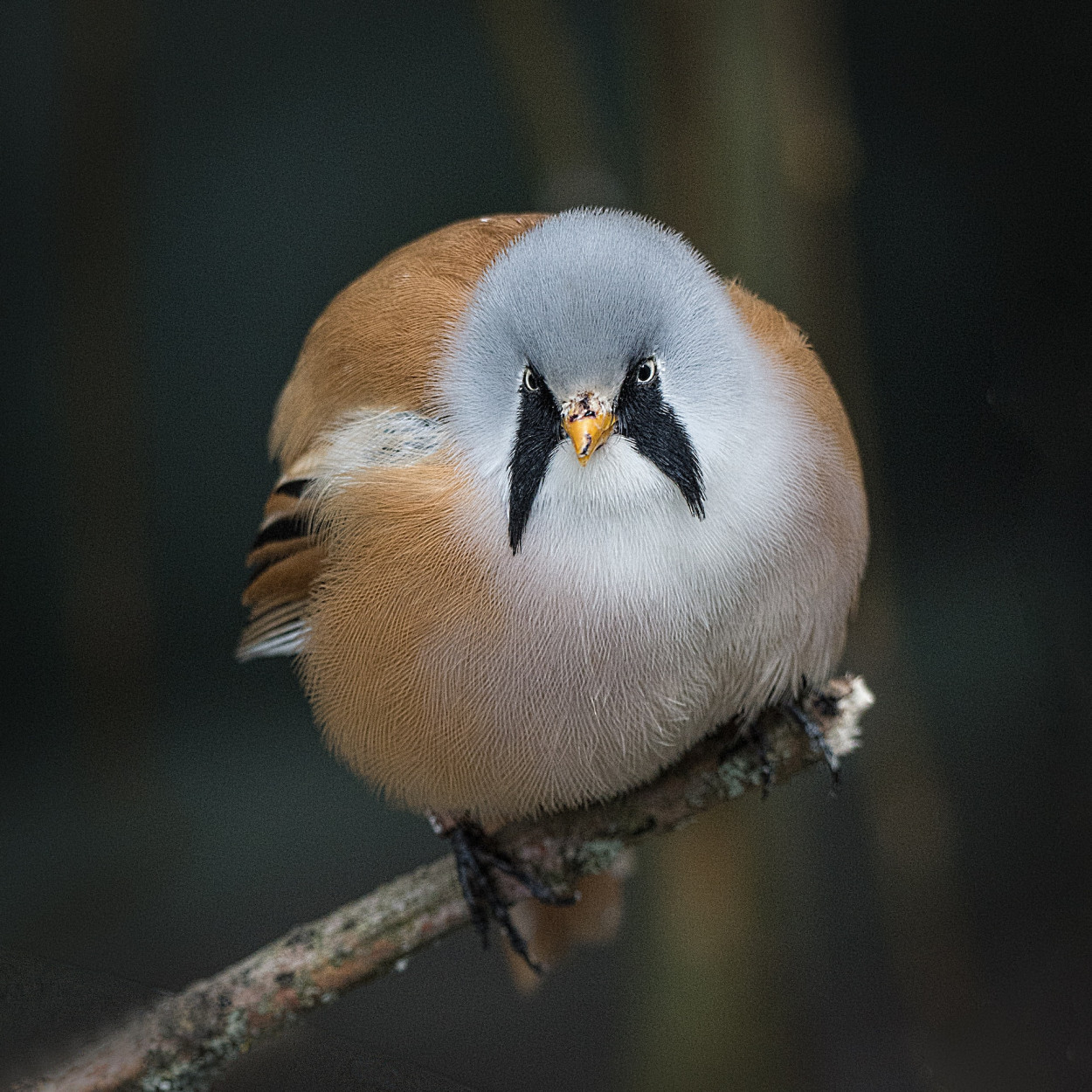 20 Roundest Birds In The World 2023 20 Roundest Birds In The World 2023