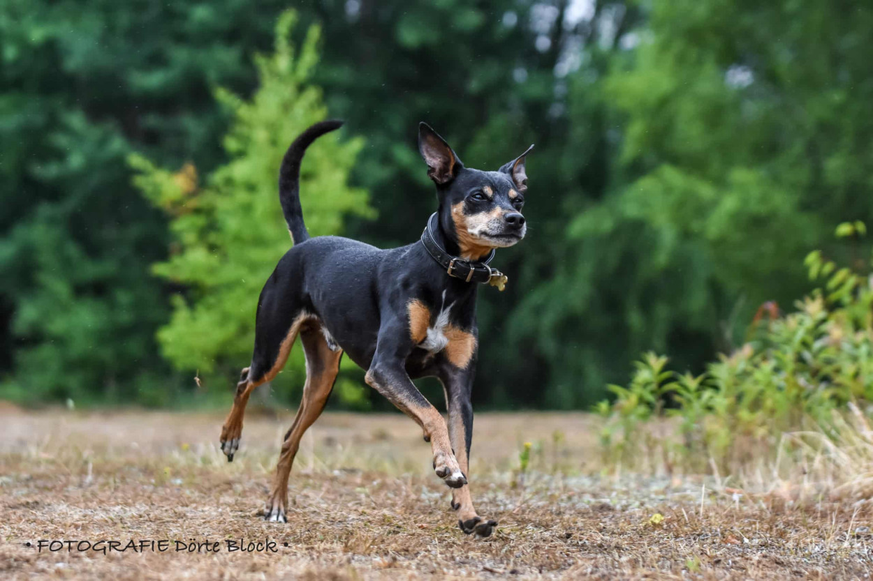 Majorca Ratter Dog Training