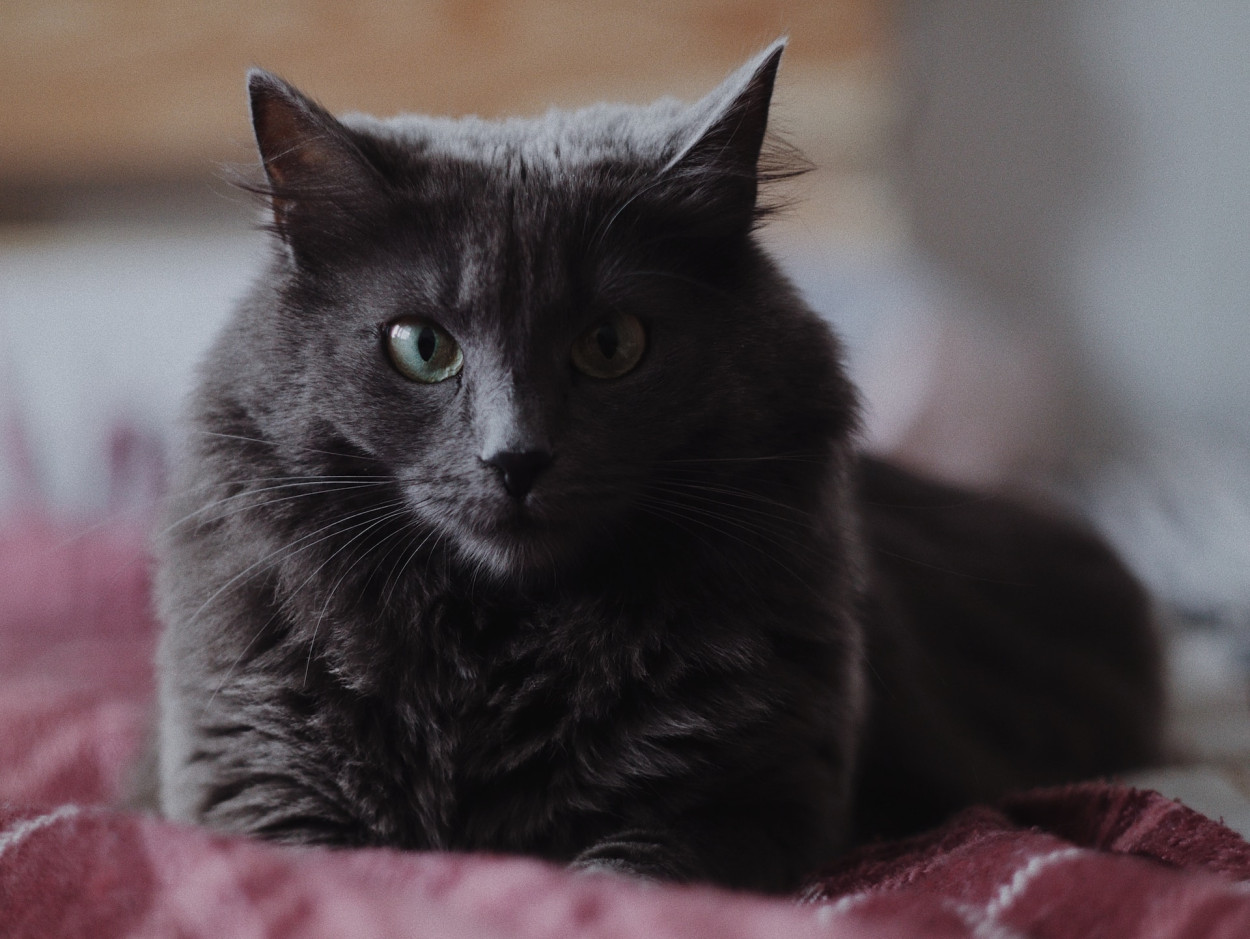 Nebelung Cat Facts: Mystical Feline Elegance