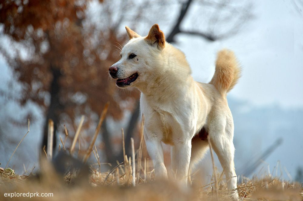 How Rare Are Pungsan Dogs?