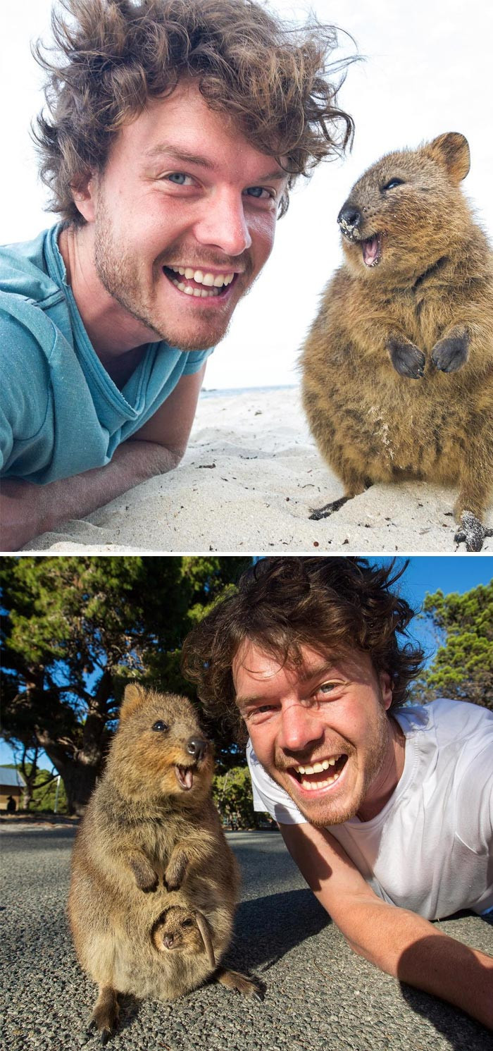 Quokka: A smiling animal of the world