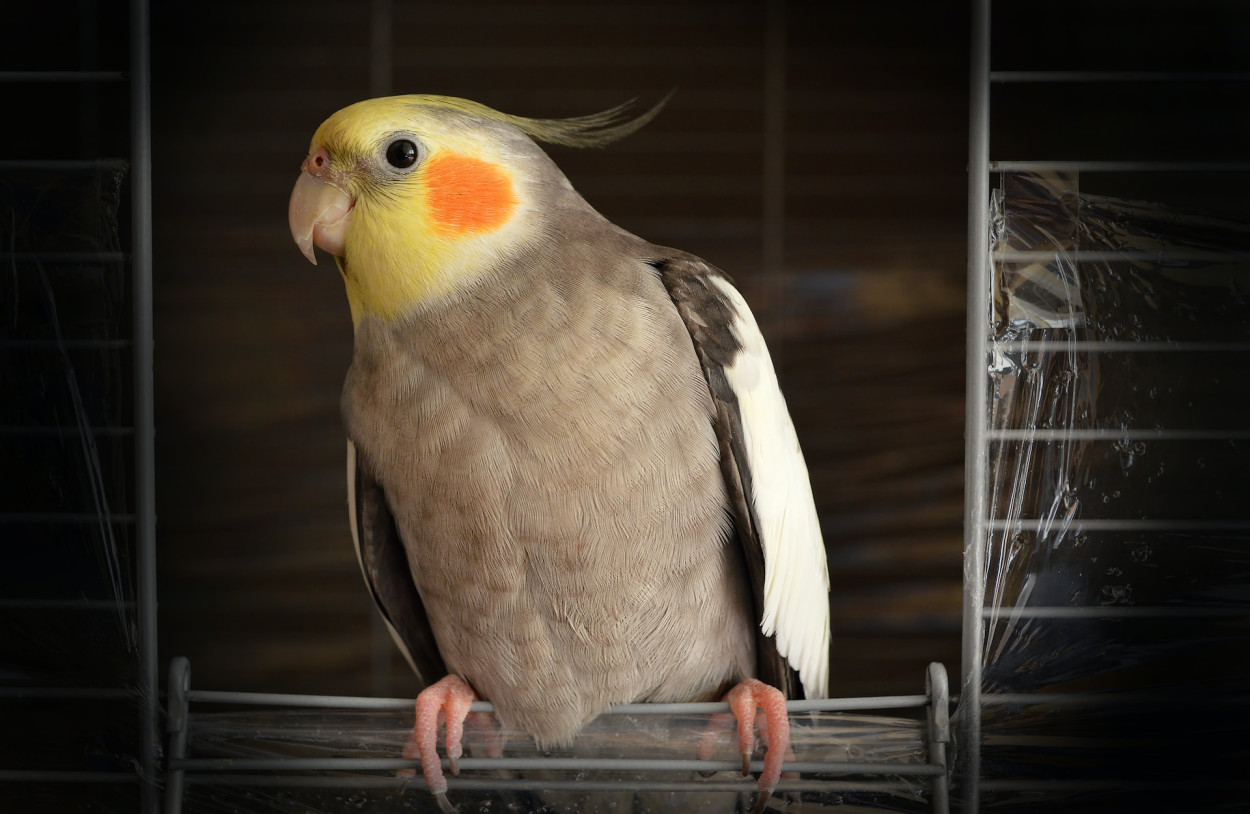 10 Top Birds for Adoption