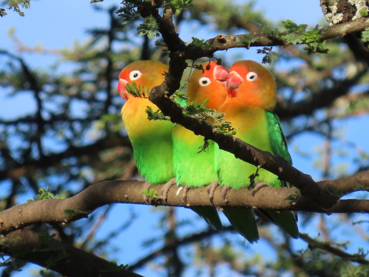 10 Top Birds for Adoption