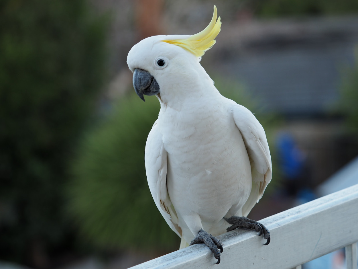 10 Top Birds for Adoption