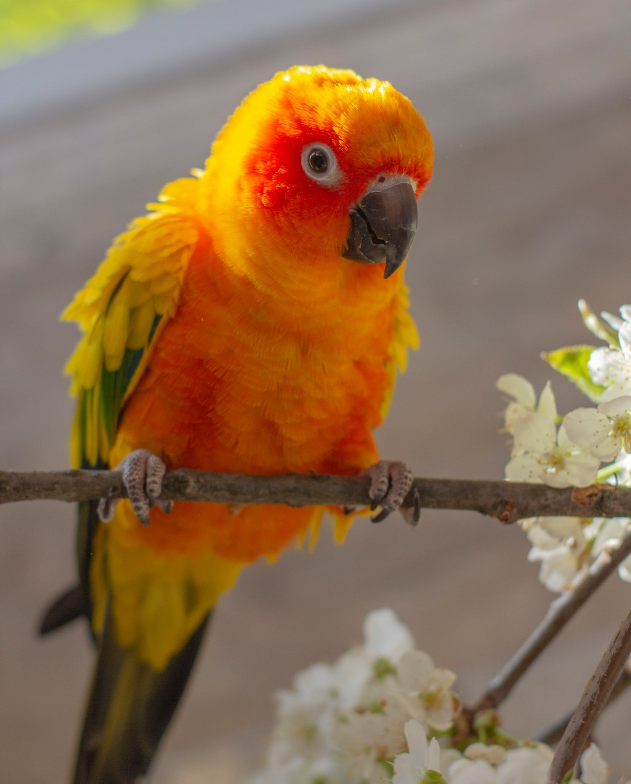 10 Top Birds for Adoption