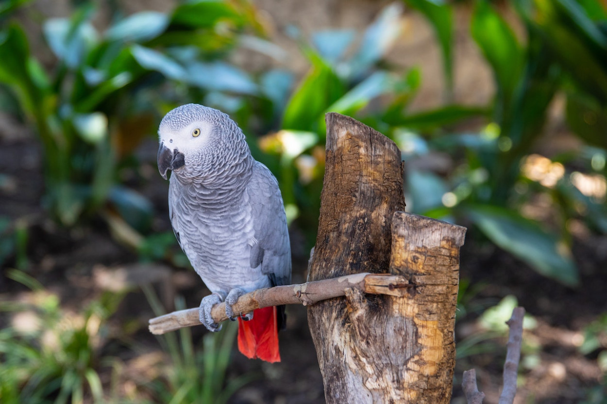 10 Top Birds for Adoption