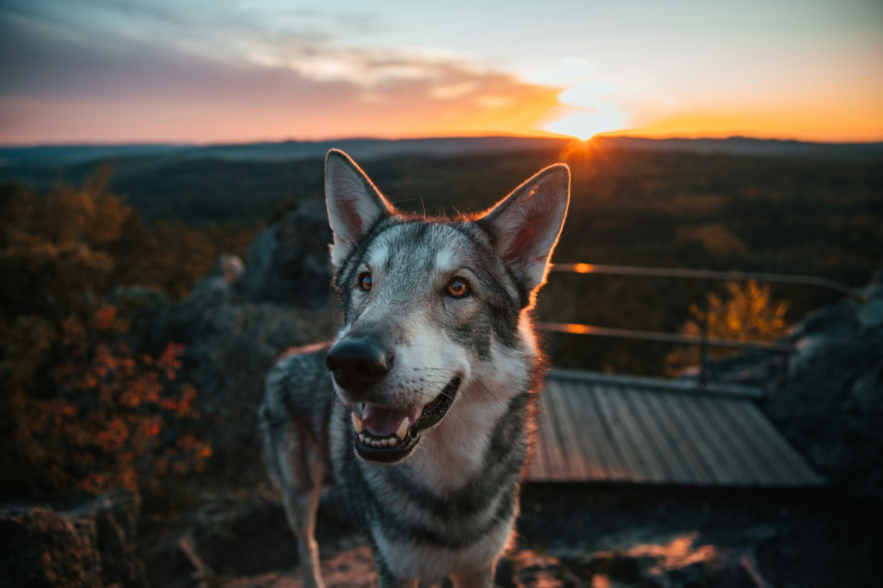 Are Czechoslovakian Wolfdog Herding Dogs?