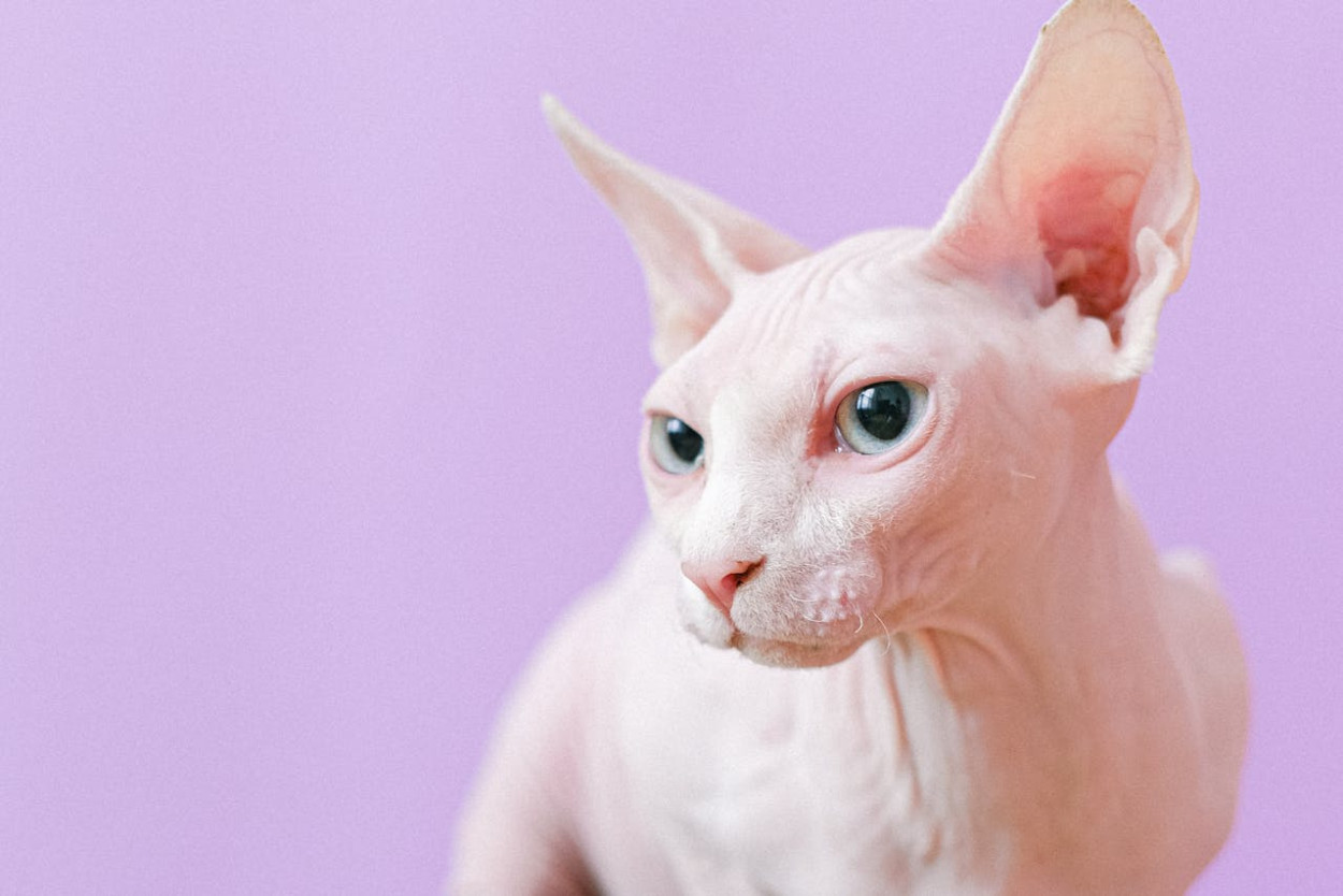 15 Hypoallergenic Cats for People With Allergies