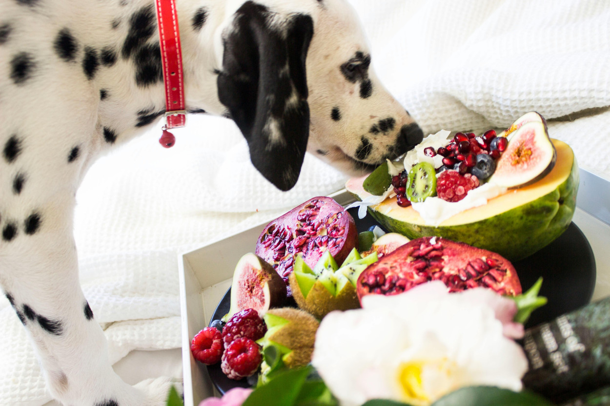 12 Best Fruits and Vegetables for Dogs