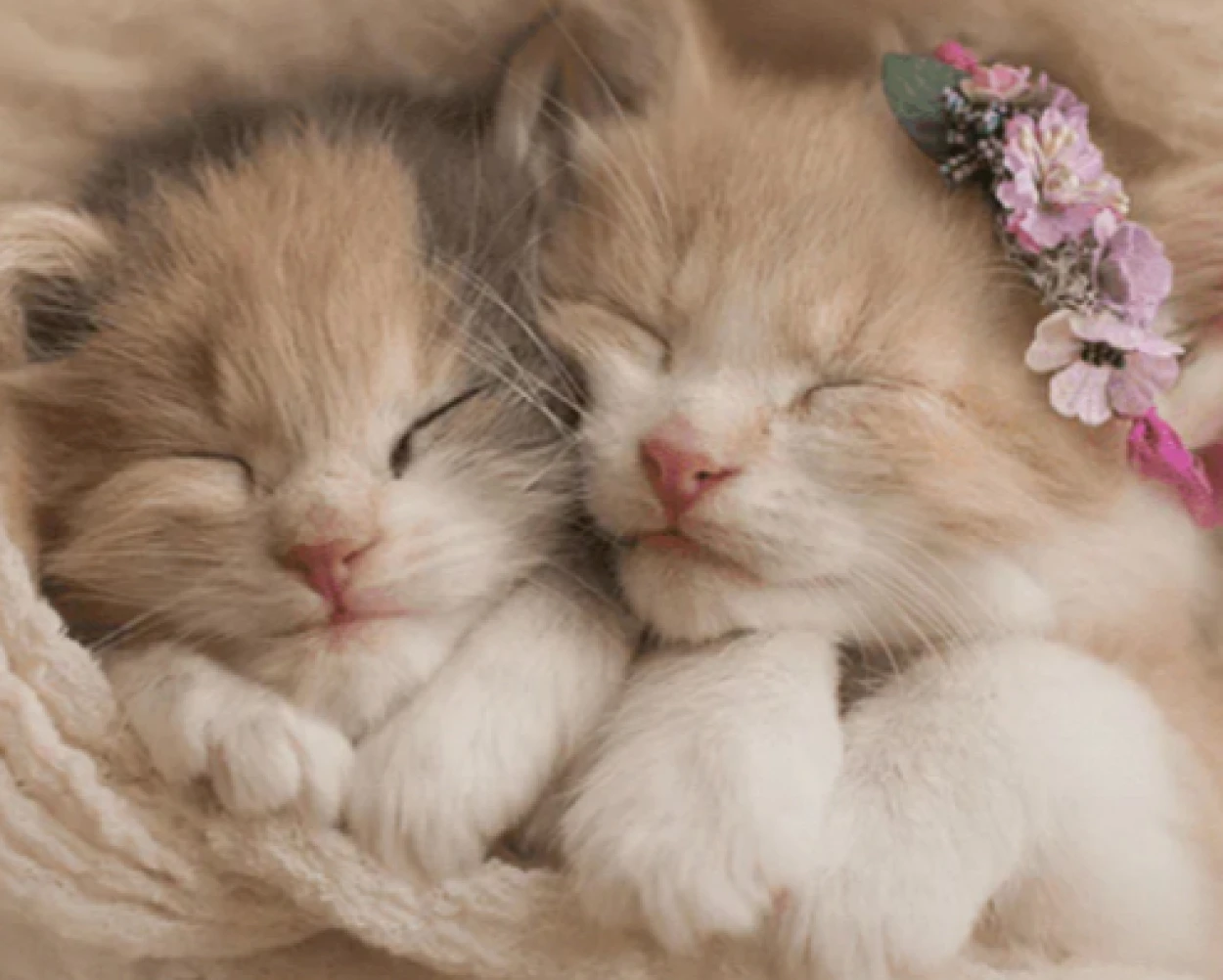 Happypaws
