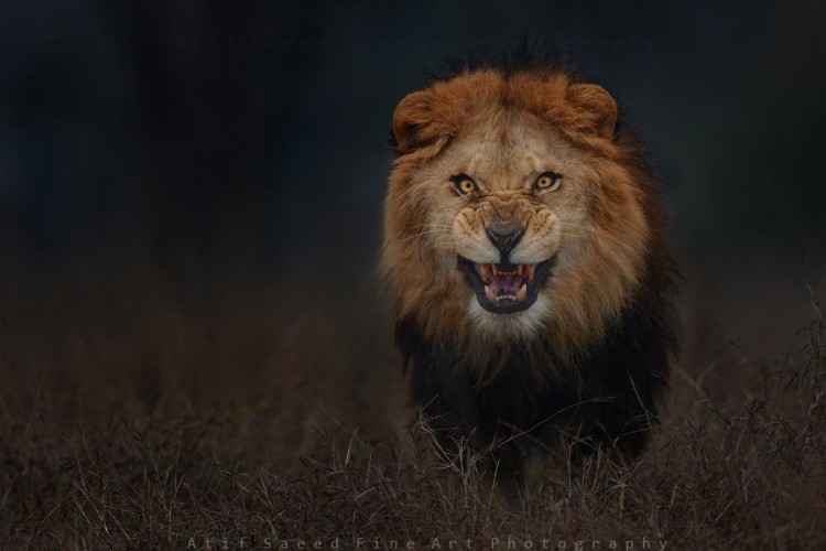 The Unbelievable Photography by PAKISTANI Photographer Atif Saeed at LAHORE Safari Park. 
