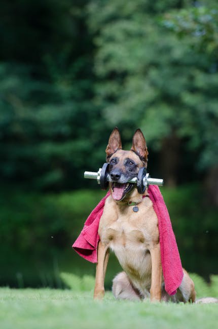 Adult Tan German Shepherd Biting Dumbbell While Sitting On Lawn Grass  Photography
