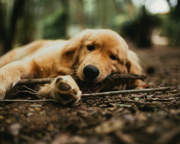  Dog Biting Branch
 🐕‍🦺