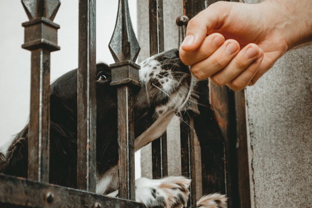 Dog Inside Wrought Iron Gate Smelling Person's Hand Close-up Photo
 🐕‍🦺
