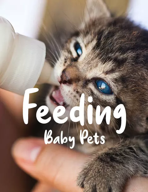 Feeding, Baby Pets
