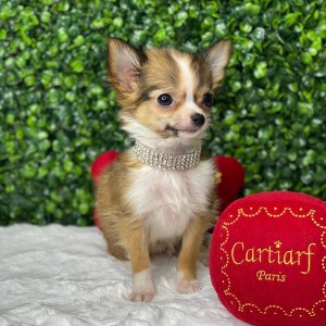 teacup chihuahua puppies for sale